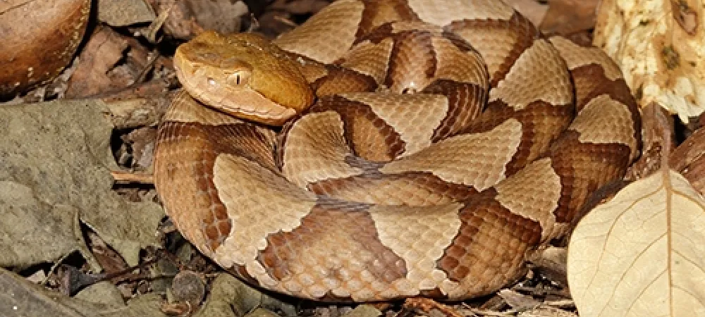 copperhead snake